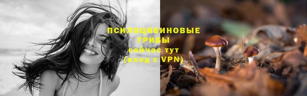 крисы Аркадак